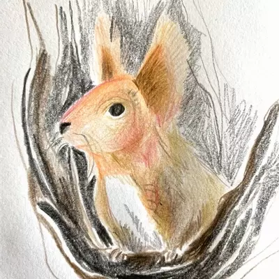A coloured pencil sketch of a red squirrel, looking over a tree branch, he has big, fluffy ears and and black eye. He looks at something in the distance